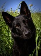 Dog Black in the tall grass on a sunny day