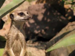 meerkat is a representative of the fauna of Africa