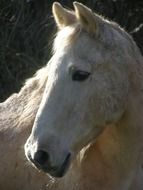 Genetic horse Palomino