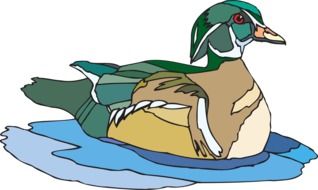 Drawing of the green and brown duck
