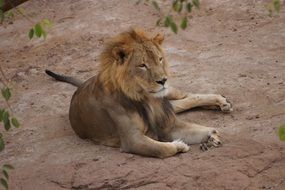 wild lion lies on dry land