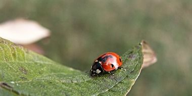 Ladybird macro