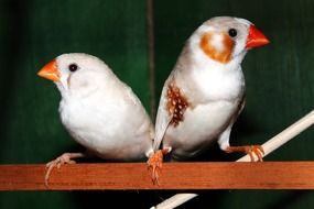 cute lovely Finch Couple