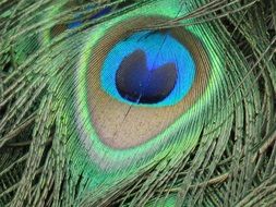 colorful painted eye on peacock plumage