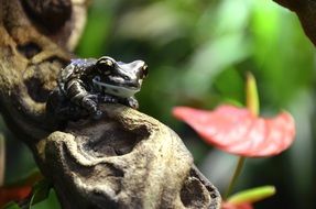 frog in a terrarium close up