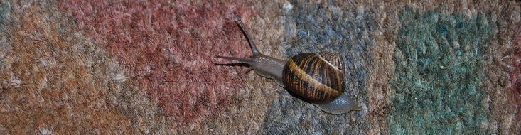 brown snail on granite