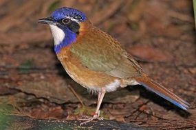 Blaukopferdracke this bird from madagascar