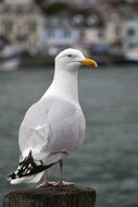 unusually handsome Seagull on a blurred background