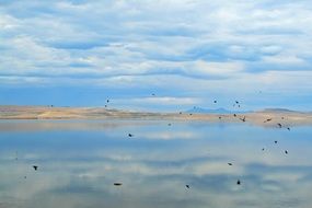 birds on the Great Salt lake