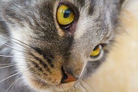 portrait of a young grey cat