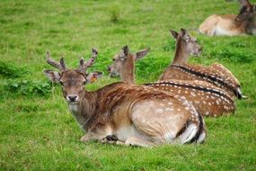 cute lovely Deer Animals
