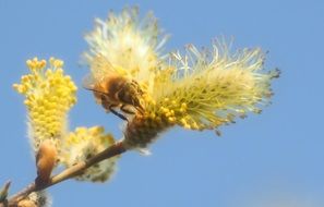 Bee Pussy Willow Spring Macro
