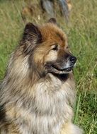 portrait of Eurasian dog on a green field