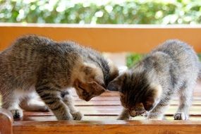 two playful kittens