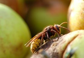 Hornet macro photo