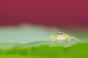 tiny yellow jumping spider