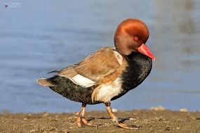 Red crested pochard near the water