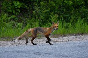 thin red fox, canada