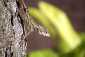lizard on a tree trunk on a blurred background