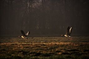 Wild Geese