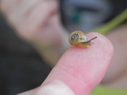 Snail on the finger