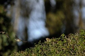 little sparrow on the country place