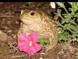 toad and pink buttercup