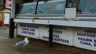 seagull near a street shop