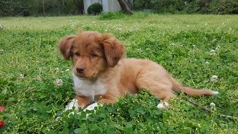 brown puppy on green grass