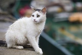 homeless young cat