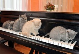 sweet kittens on the piano