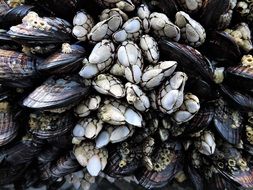 Barnacles Sea Life Marine Animal
