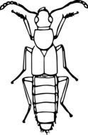 painted long beetle