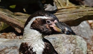 penguin in the zoo in Munich