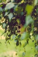 green leaves on thin branches of a tree close-up on blurred background