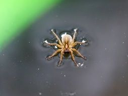 Spider in the pond