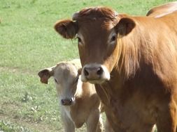 cow with calf on pasture close up