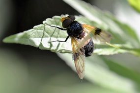 forest shvebliflyazh on a green leaf