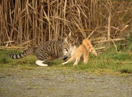 two playing kitten