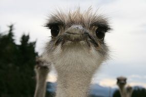 curious ostrich snout