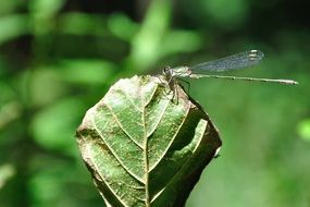 Dragonfly sits on the leaf