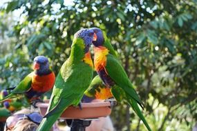 wondrous Parrots Birds