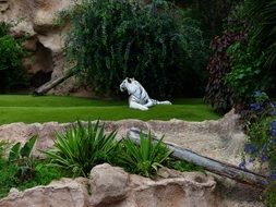 white bengal tiger on the green lawn