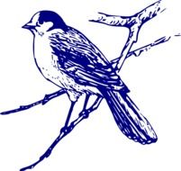 Drawing of the Canada Jay on the tree