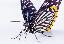 isolated filigree butterfly