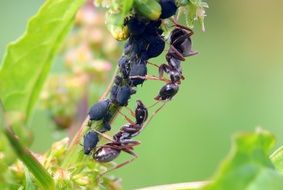 tiny garden ants