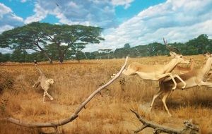 cheetah chasing gazelles