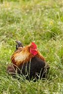 resting farm chicken in grass