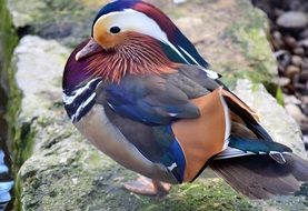 colorful Mandarin dreak, duck on stone