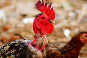 portrait of a rooster and chicken on a farm